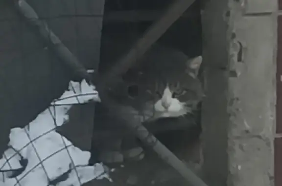 Пропала кошка на ул. Пушкина, 44А в Серпухове