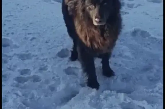 Пропала собака на МКАД, 19 км, Москва