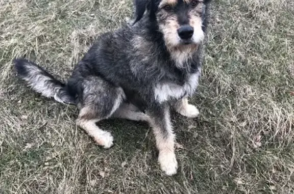 Собаки потеряшки, Калининград, фото: Потеряшка собака Мальчик на Октябрьской улице, Калининград