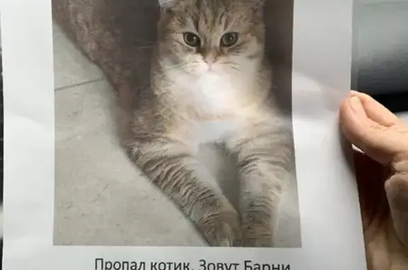 Пропала кошка в Село Истье, Калужская область