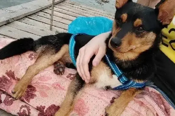 Пропала собака Тоша на поселке Донском, Новочеркасск