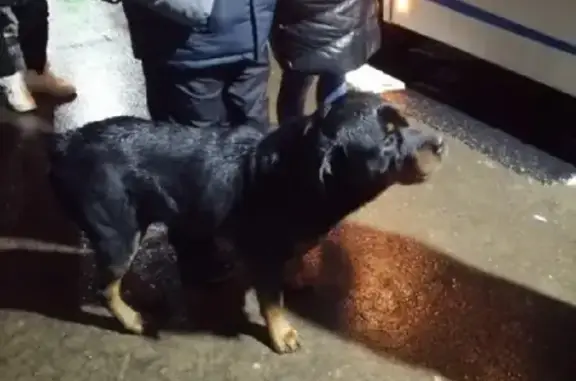Собака Ротвейлер найдена на Окском шоссе, 4А, Рязань.