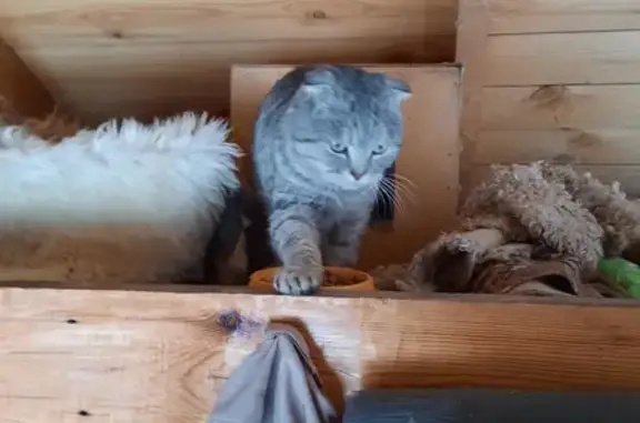 Найдена кошка во дворе Зубово, Башкортостан