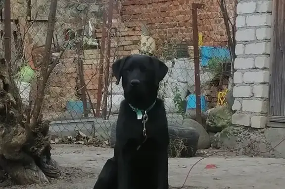 Пропала собака Буту на ул. Коцоева, Владикавказ