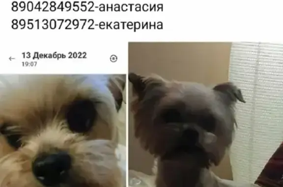 Объявления о пропавших и найденных животных, Липецк, фото: Пропала собака Йоркширский терьер на улице Полиграфической, Липецк