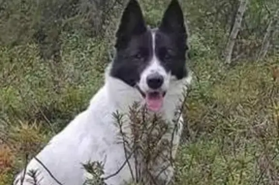 Пропала собака Саманта на набережной Климентьева, 13