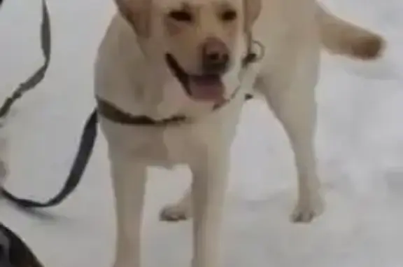 Пропала собака Лабрадор на улице Носова, Иваново