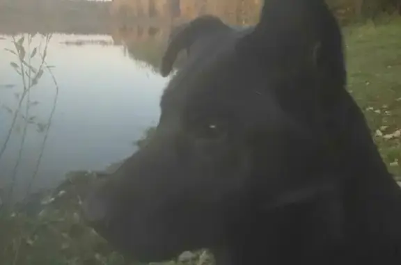 Пропала собака Арчи в Черленково, МО