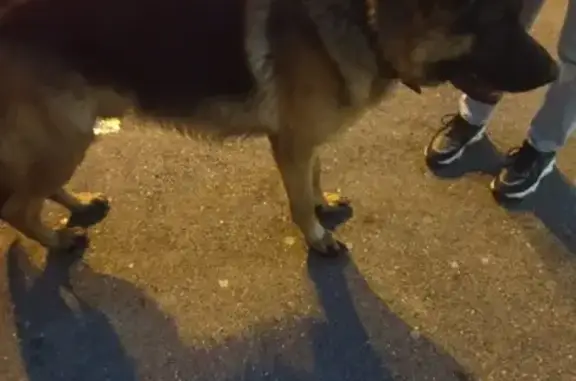 Собака найдена на ул. Симиренко, 45 в Краснодаре.