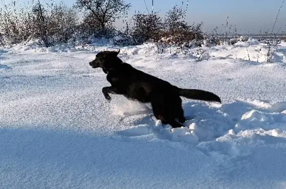 Найдена черная собака с ошейником на ул. Докука, 1 в Калининграде