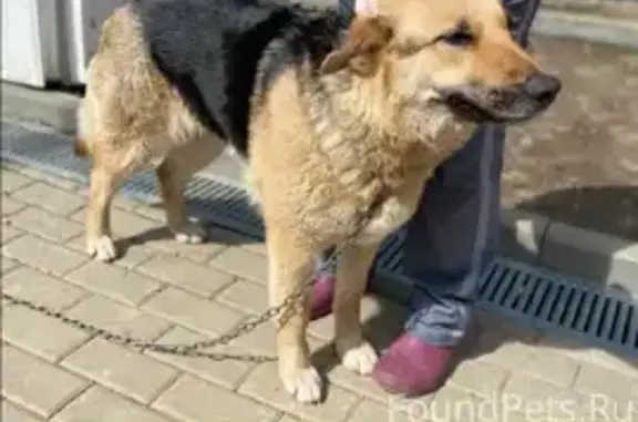 Пропала собака с ошейником в Пушкино на улице Железнодорожной