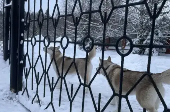 Собаки хаски в деревне Строково, Волоколамский район, МО