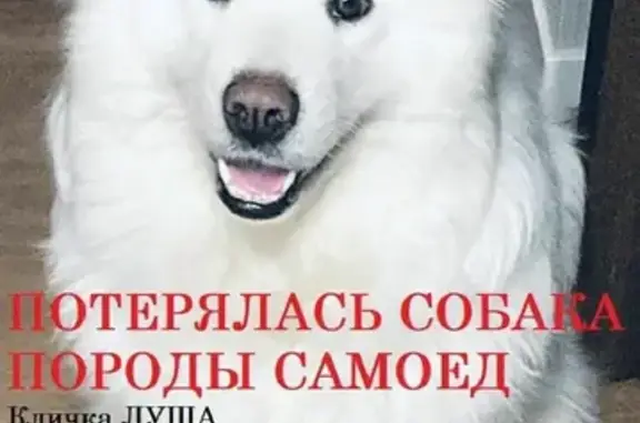 Пропала собака Луша на Борисоглебской Слободе (адрес: ул. Борисоглебская Слобода, 11)