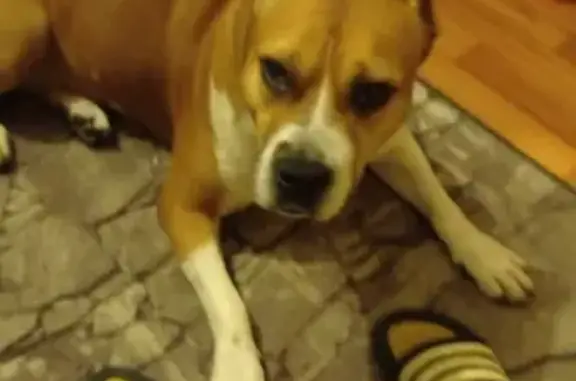 Собаки потеряшки, Санкт-Петербург, фото: Потеряшка собака Бесси, 7 лет, без чипа и телефона на ошейнике. Адрес: 5-й Предпортовый проезд, 10 к1, Санкт-Петербург.