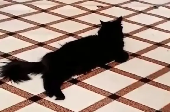 Кошки потеряшки, Тольятти, фото: Потеряшка кошка на Ленина 31, Тольятти