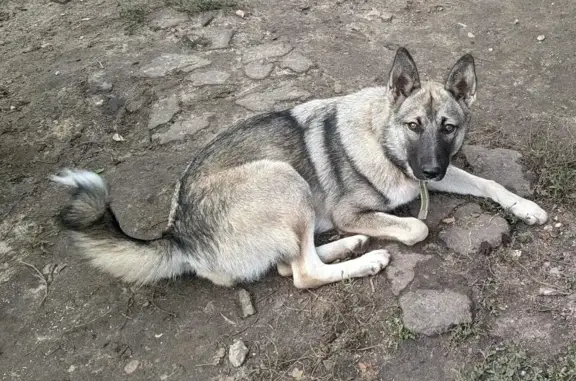 Пропала собака Метис лайки в Тамбове