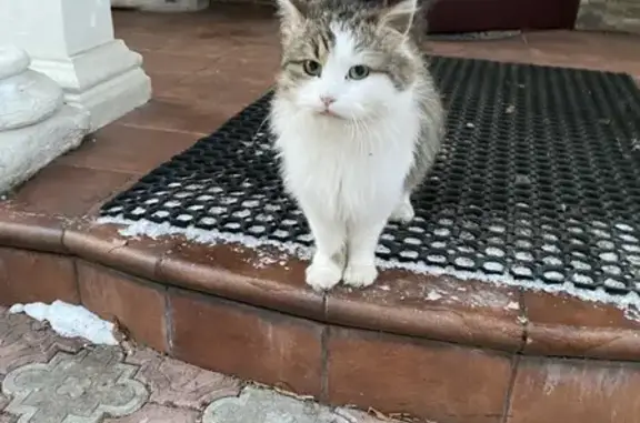 Найдена пятнистая кошка на Пятницком шоссе