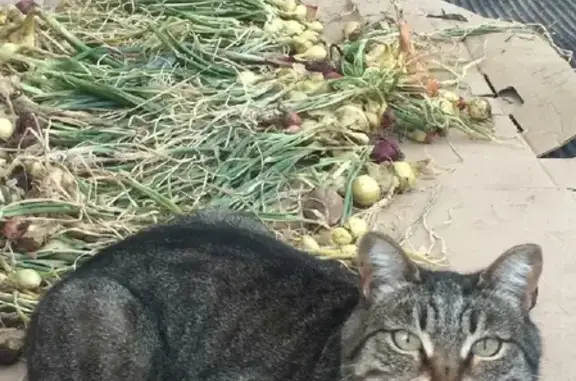 Пропал кот в Чебоксарах: ул. Хузангая, 21. Помогите найти!