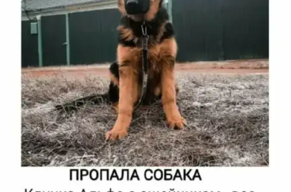 Пропала собака Альфа на Набережной, Аткарск