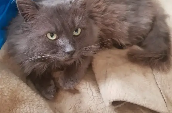 Найдена кошка порода Нибелунг на улице Будённого, 476