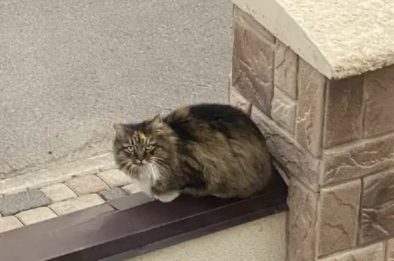 Найдена кошка на Кузнечной 335 в Ростове