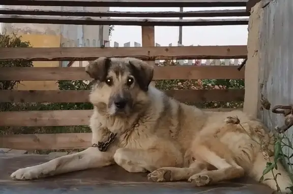 Пропала собака в Соликамске, возможно в Корякино