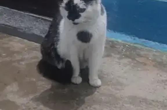 Найдена кошка на улице Генерала Ивлиева