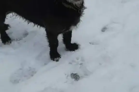 Найдена собака в парке ПОБЕДА, ищет хозяина на ул. Лермонтова