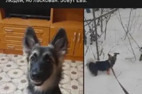 Пропала собака в Ростове на 11