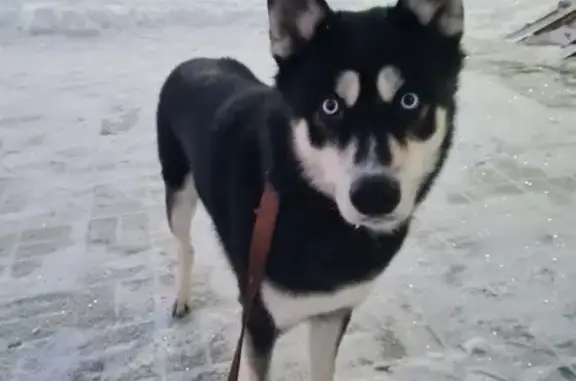 Собака-помесь найдена у пруда в Нижнем Тагиле.