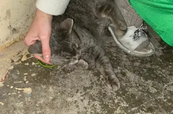 Найден серый кот на ул. Чехова, Новосибирск