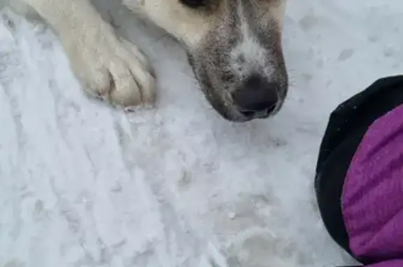 Найдена умная собака на Осташковской, Москва