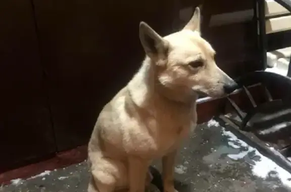 Собака найдена на 9-й Парковой, Москва.