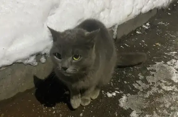 Найдена кошка Котик на Кожуховской 10, ищем хозяина