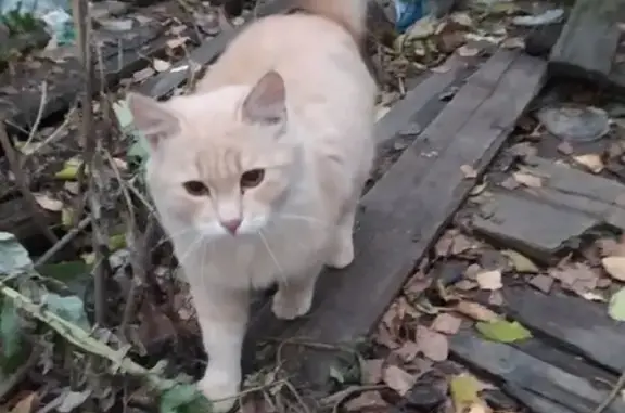 Пропал котенок на Планетной ул. 39 в Н.Новгороде