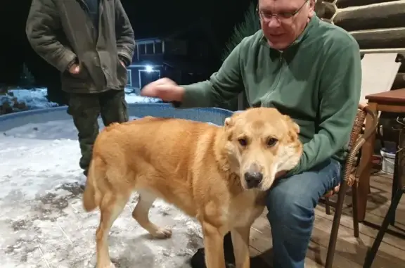 Собака Алабай найдена в Лысково