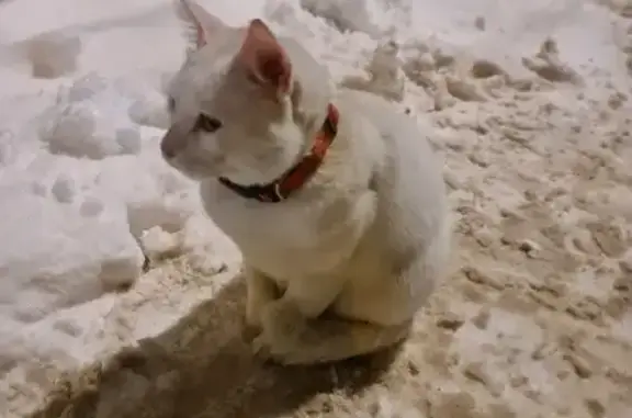 Пропал кот с Ленинградского проспекта
