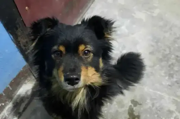 Найдена собака в Районе Гнездово, улица Щорса, 10.
