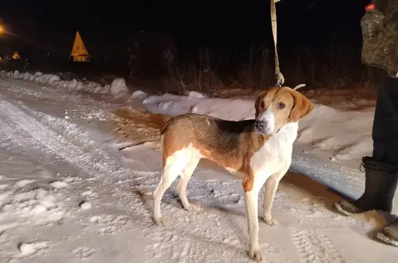 Найдена собака породы Русская пегая в районе Майского посёлка
