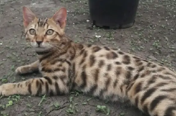 Пропала кошка породы Бенгальский, ул. Мира, 65Б.
