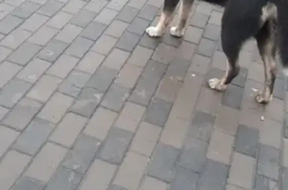Найдена собака Мальчик на Таганрогской улице