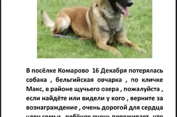 Пропала собака 41К-097 в Ильичёво