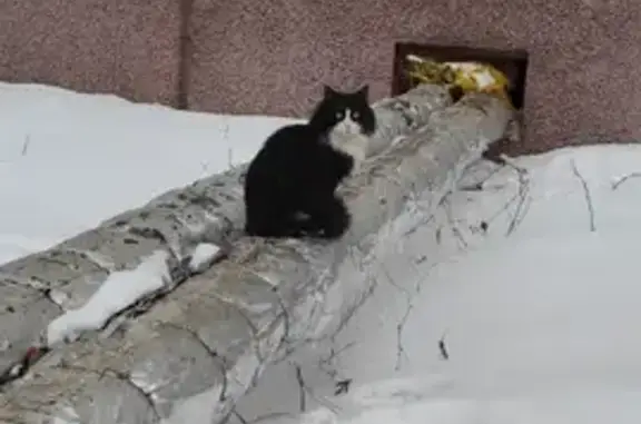 Найдена кошка на Гарифьянова 38, Казань