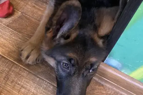 Найдена собака, Тверь, фото: Найдена сука немецкой овчарки на ул. Строителей 12 в Твери