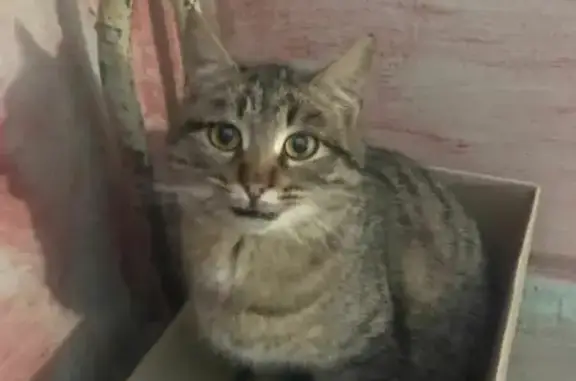 Найдена кошка на ул. Клары Цеткин, 25 в Пензе