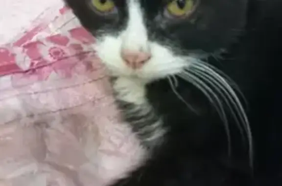 Найден котенок на Красноуфимской, 26, Волгоград