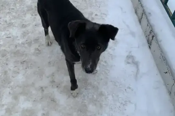 Найдена собака на ул. Б.С.Маркова, 8 к3 в Чебоксарах