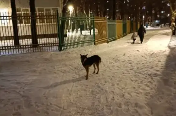 Собака без ошейника на Домодедовской улице, Москва