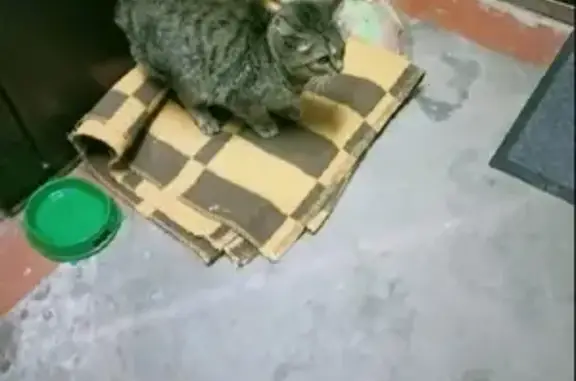 Найдена кошка на ул. Свердлова, 129 в Шадринске