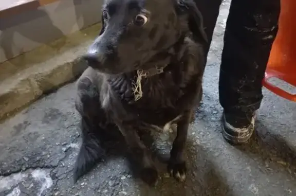 Собака на остановке у кинотеатра Аврора, ищет хозяина на улице Гагарина, Челябинск.